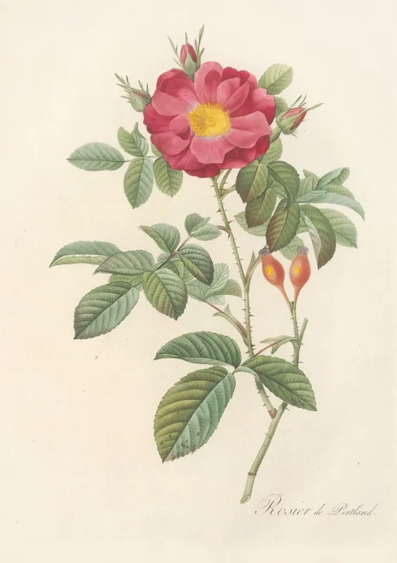 Rosa Damascena Coccinea Wall Art by Pierre Joseph Redouté - High-Resolution Digital Print