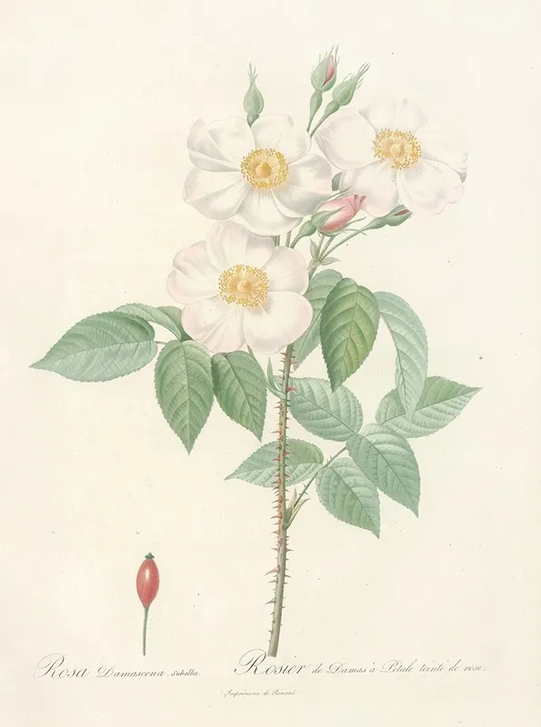 Rosa Damascena Subalba Wall Art by Pierre Joseph Redouté - High-Resolution Digital Print
