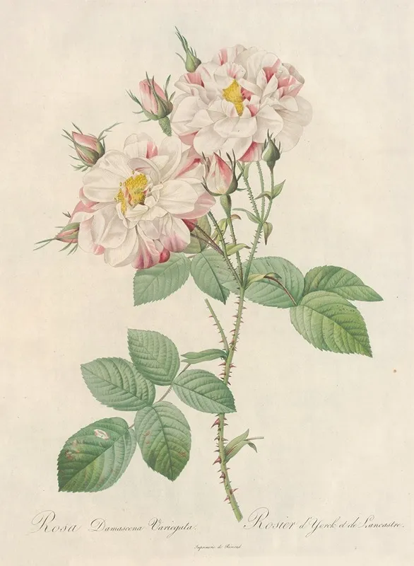 Rosa Damascena Variegata Wall Art by Pierre Joseph Redouté - High-Resolution Digital Print