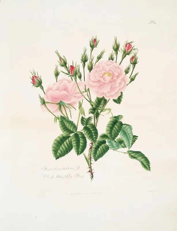 Rosa Damascena3 Wall Art by Mary Lawrance - High-Resolution Digital Print