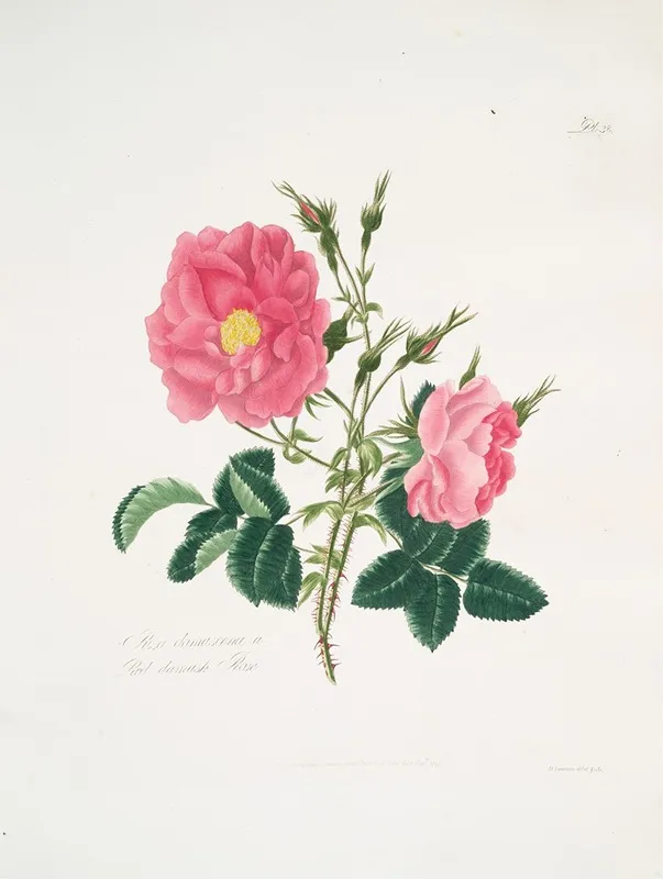 Rosa Damascena4 Wall Art by Mary Lawrance - High-Resolution Digital Print