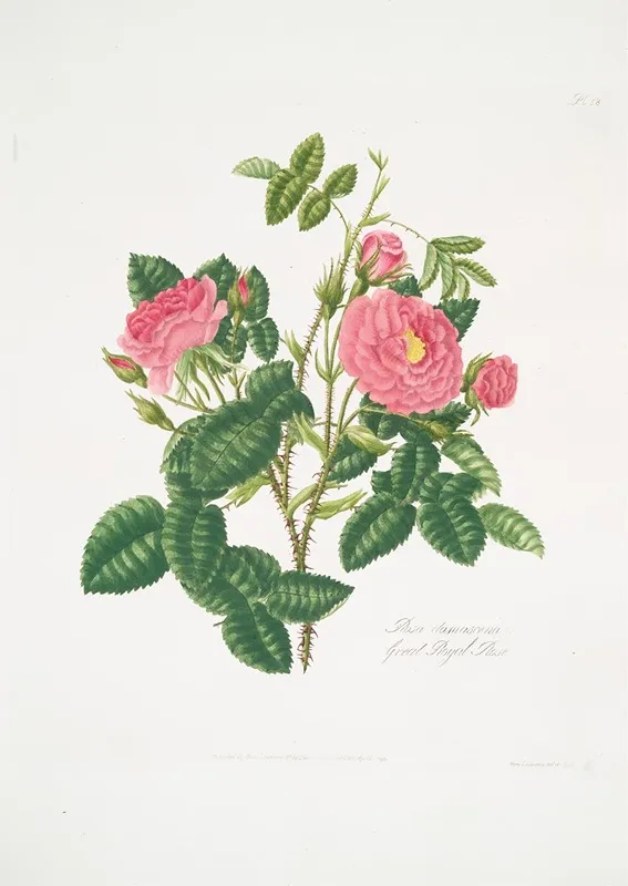 Rosa Damascena6 Wall Art by Mary Lawrance - High-Resolution Digital Print