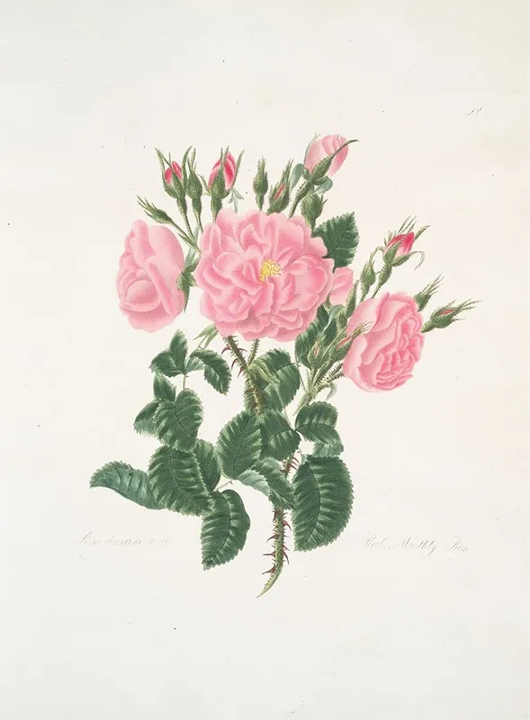 Rosa Damascena Wall Art by Mary Lawrance - High-Resolution Digital Print