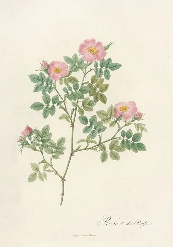 Rosa Dumetorum Wall Art by Pierre Joseph Redouté - High-Resolution Digital Print