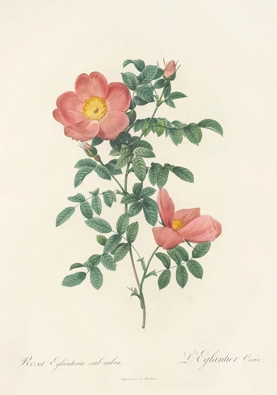 Rosa Eglanteria Sub Rubra Wall Art by Pierre Joseph Redouté - High-Resolution Digital Print