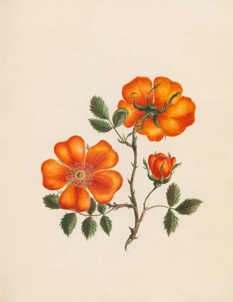 Rosa Eglanteria Yellow Sweet Briar Wall Art by R. B. F. - High-Resolution Digital Print