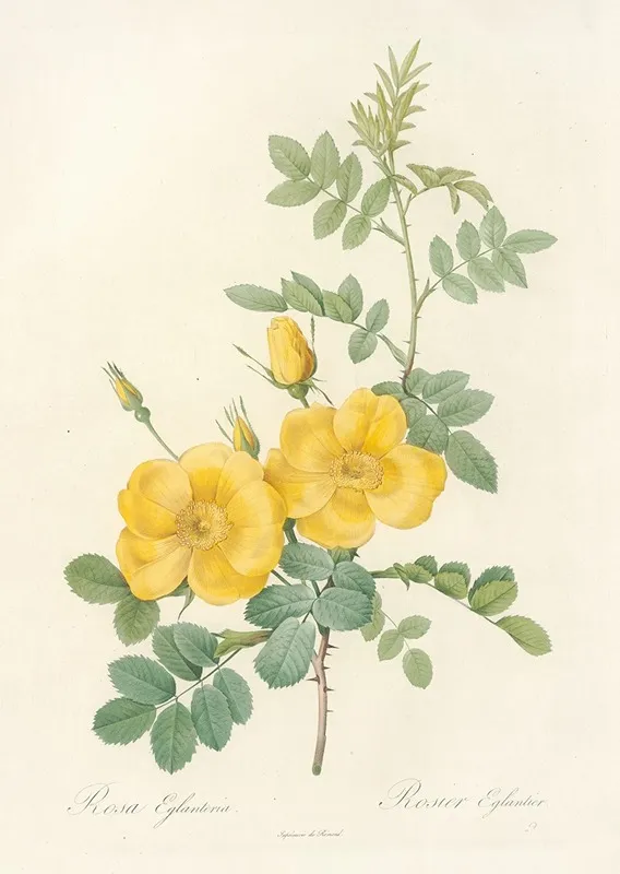 Rosa Eglanteria Wall Art by Pierre Joseph Redouté - High-Resolution Digital Print