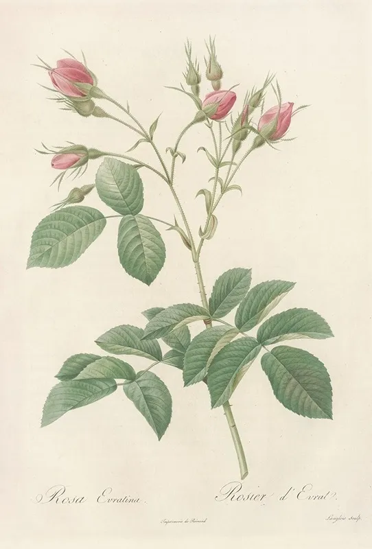 Rosa Evratina Wall Art by Pierre Joseph Redouté - High-Resolution Digital Print