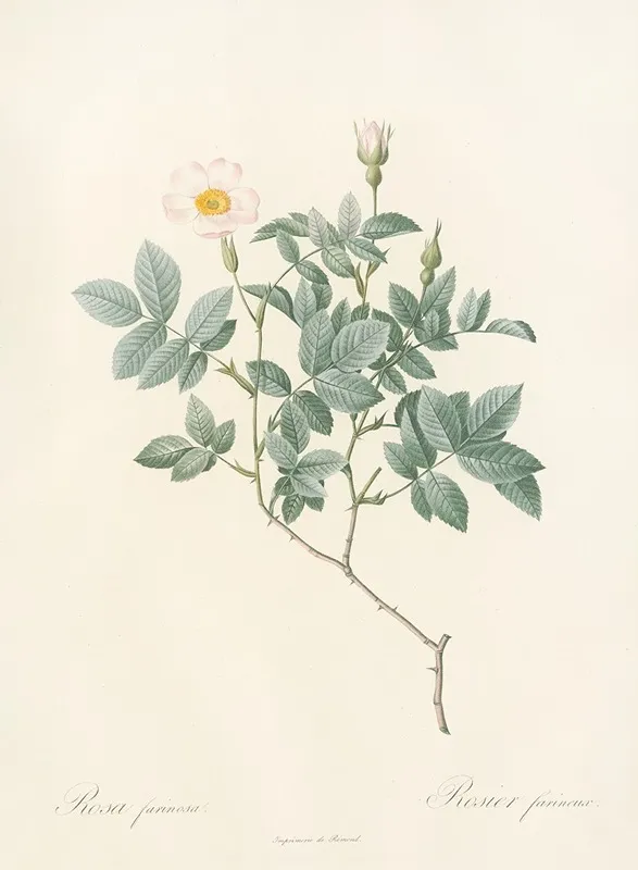 Rosa Farinosa Wall Art by Pierre Joseph Redouté - High-Resolution Digital Print