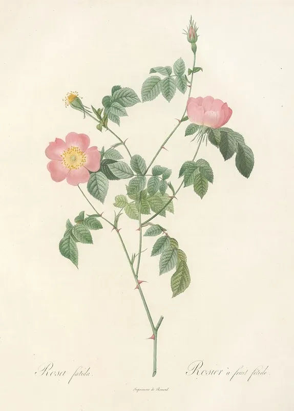 Rosa Foetida Wall Art by Pierre Joseph Redouté - High-Resolution Digital Print