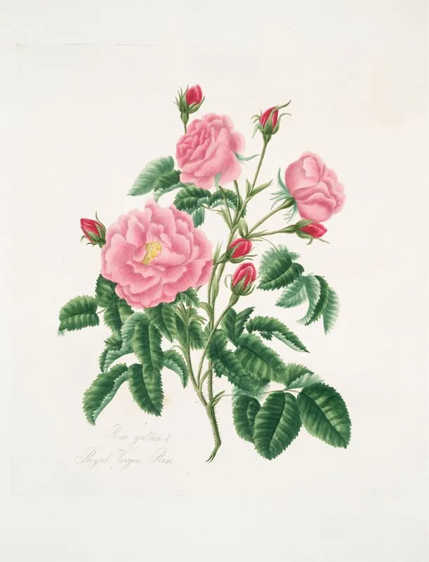 Rosa Gallica 2 Wall Art by Mary Lawrance - High-Resolution Digital Print