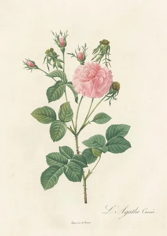 Rosa Gallica Agatha Incarnata Wall Art by Pierre Joseph Redouté - High-Resolution Digital Print