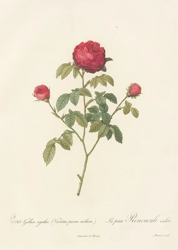 Rosa Gallica Agatha Var Parva Violacea Wall Art by Pierre Joseph Redouté - High-Resolution Digital Print