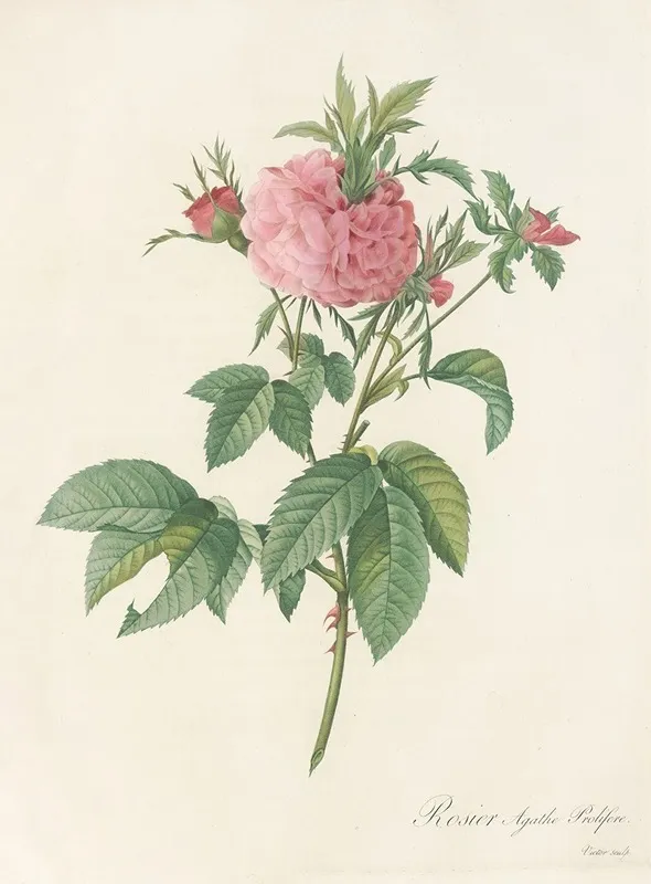 Rosa Gallica Agatha Var Prolifera Wall Art by Pierre Joseph Redouté - High-Resolution Digital Print