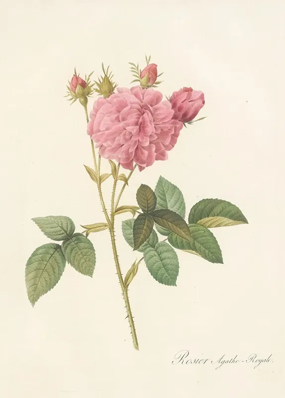 Rosa Gallica Agatha Var Regalis Wall Art by Pierre Joseph Redouté - High-Resolution Digital Print