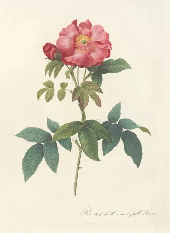 Rosa Gallica Caerulea Wall Art by Pierre Joseph Redouté - High-Resolution Digital Print