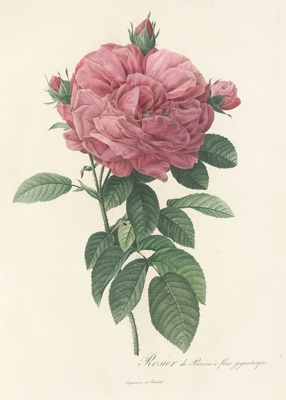 Rosa Gallica Flore Giganteo Wall Art by Pierre Joseph Redouté - High-Resolution Digital Print