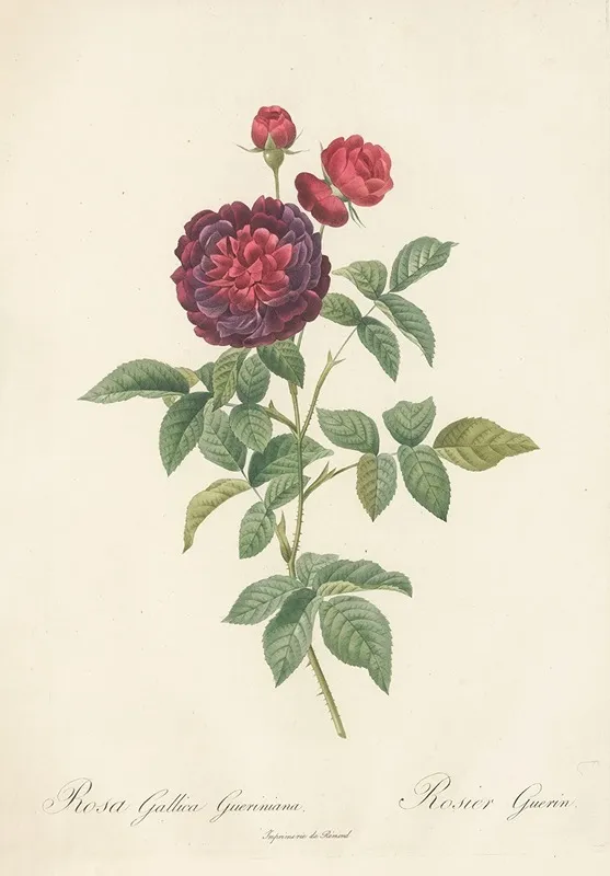 Rosa Gallica Gueriniana Wall Art by Pierre Joseph Redouté - High-Resolution Digital Print