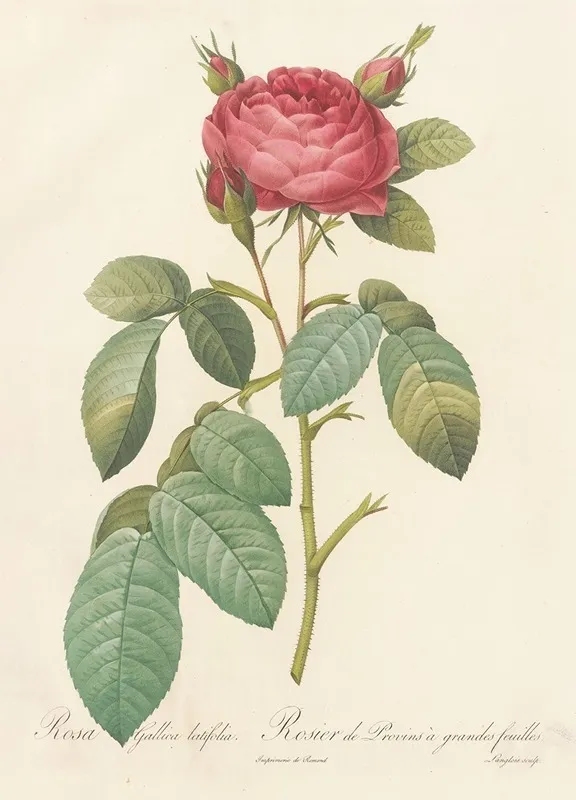 Rosa Gallica Latifolia Wall Art by Pierre Joseph Redouté - High-Resolution Digital Print