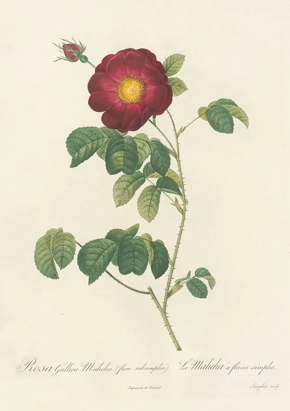 Rosa Gallica Maheka Flore Subsimplici Wall Art by Pierre Joseph Redouté - High-Resolution Digital Print