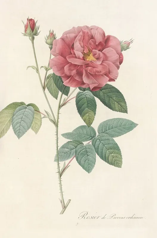Rosa Gallica Officinalis Wall Art by Pierre Joseph Redouté - High-Resolution Digital Print