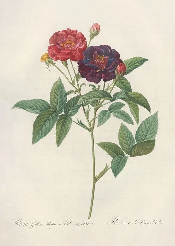 Rosa Gallica Purpurea Velutina Wall Art by Pierre Joseph Redouté - High-Resolution Digital Print