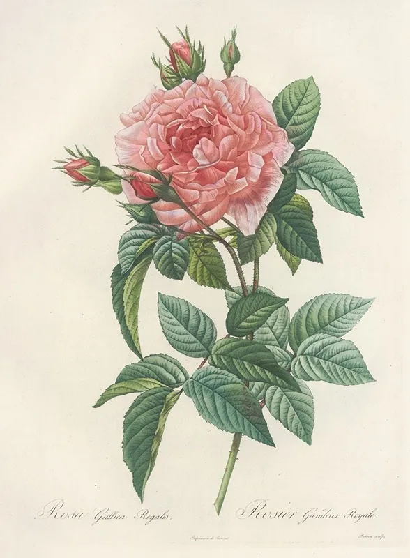Rosa Gallica Regalis Wall Art by Pierre Joseph Redouté - High-Resolution Digital Print