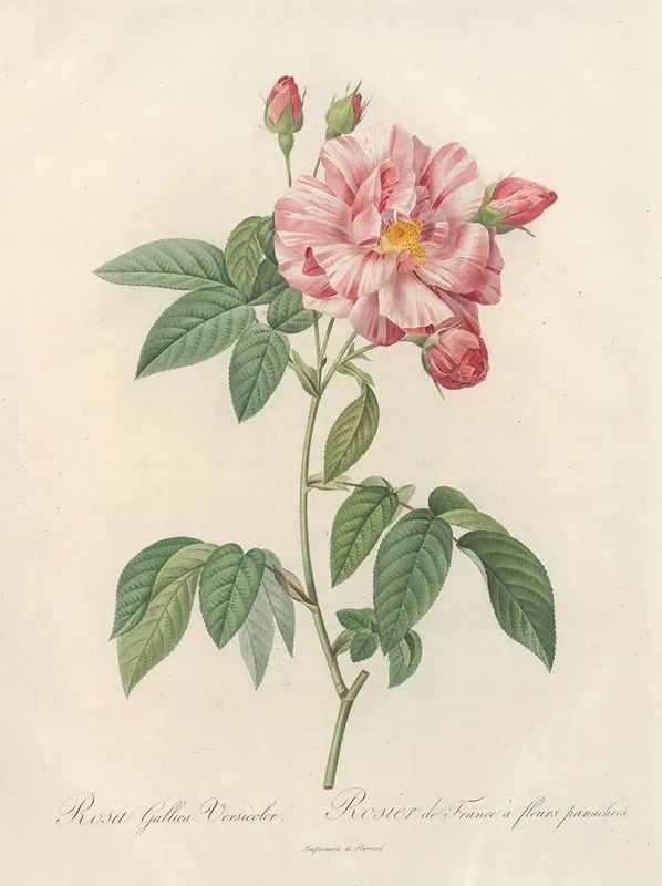 Rosa Gallica Versicolor 2 Wall Art by Pierre Joseph Redouté - High-Resolution Digital Print