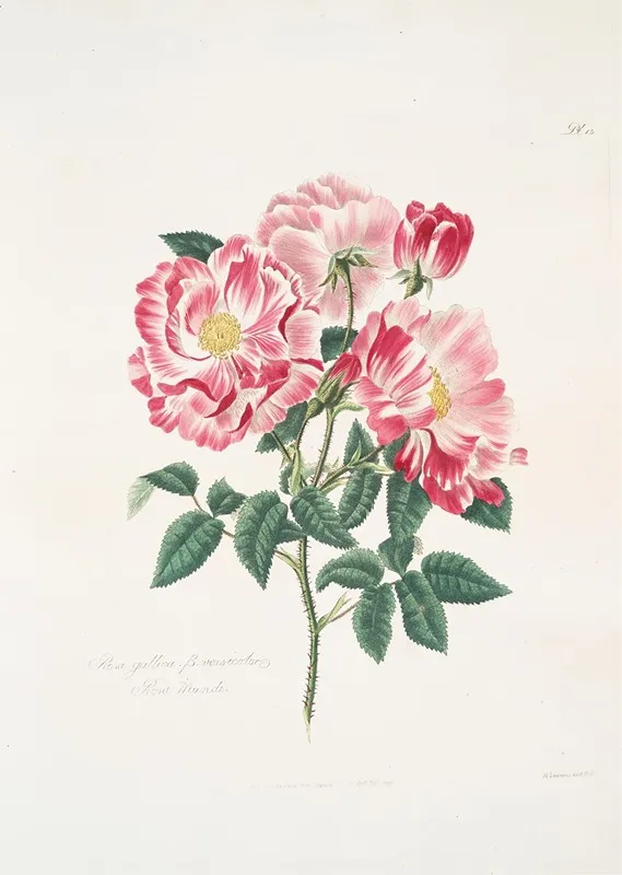Rosa Gallica Versicolor Wall Art by Mary Lawrance - High-Resolution Digital Print