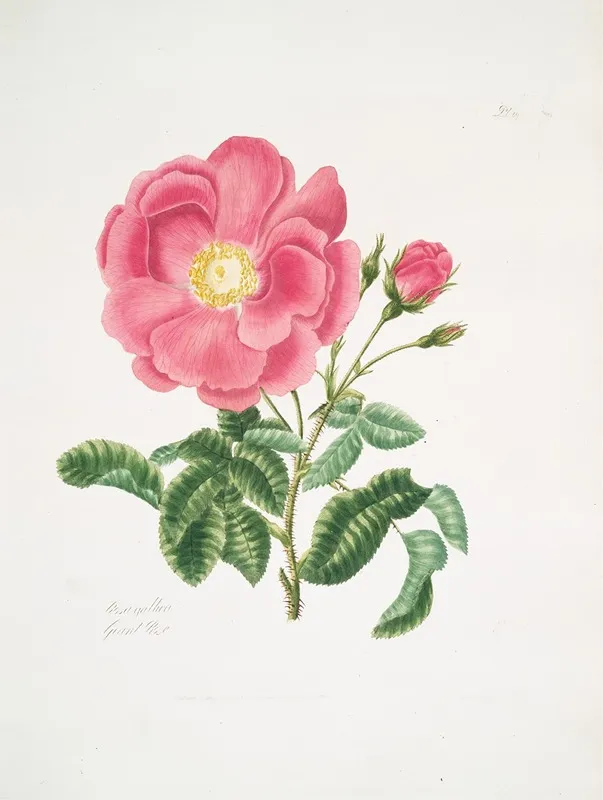 Rosa Gallica2 Wall Art by Mary Lawrance - High-Resolution Digital Print