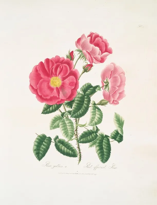 Rosa Gallica Wall Art by Mary Lawrance - High-Resolution Digital Print