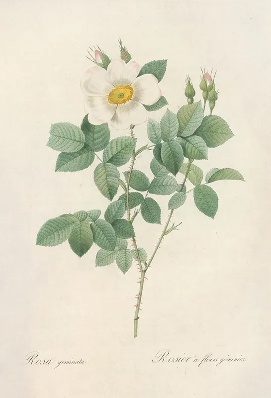 Rosa Geminata Wall Art by Pierre Joseph Redouté - High-Resolution Digital Print