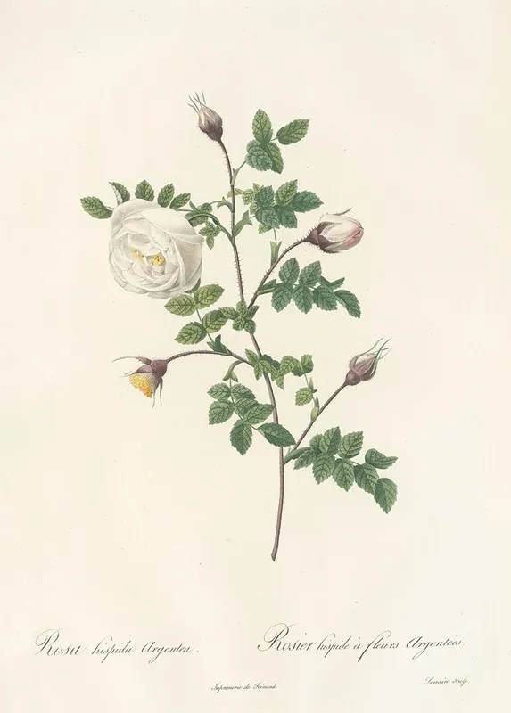 Rosa Hispida Argentea Wall Art by Pierre Joseph Redouté - High-Resolution Digital Print