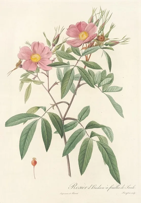 Rosa Hudsoniana Salicifolia Wall Art by Pierre Joseph Redouté - High-Resolution Digital Print