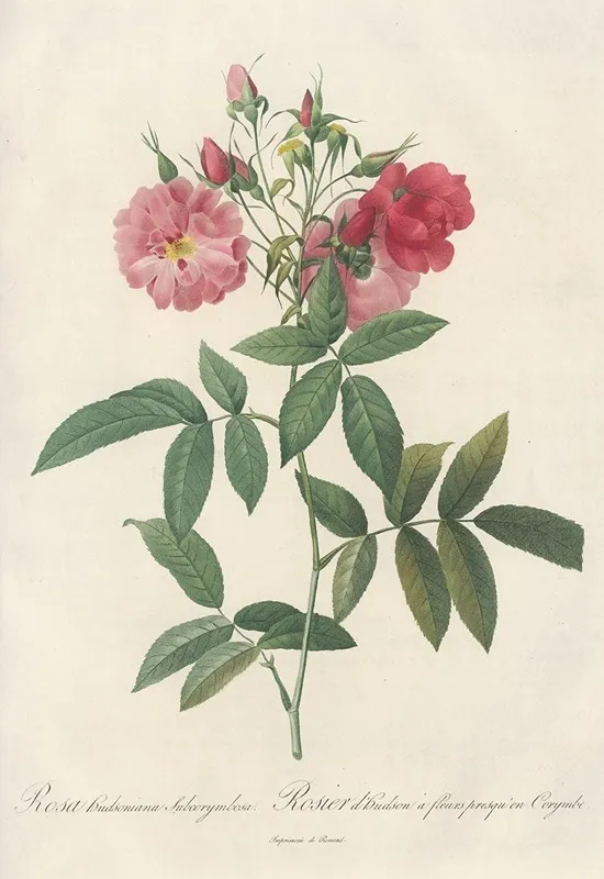 Rosa Hudsoniana Subcorymbosa Wall Art by Pierre Joseph Redouté - High-Resolution Digital Print