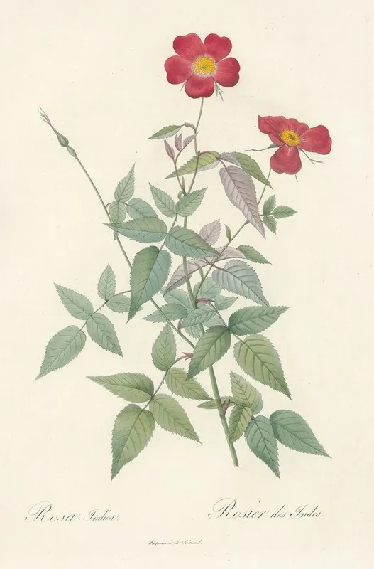 Rosa Indica 2 Wall Art by Pierre Joseph Redouté - High-Resolution Digital Print