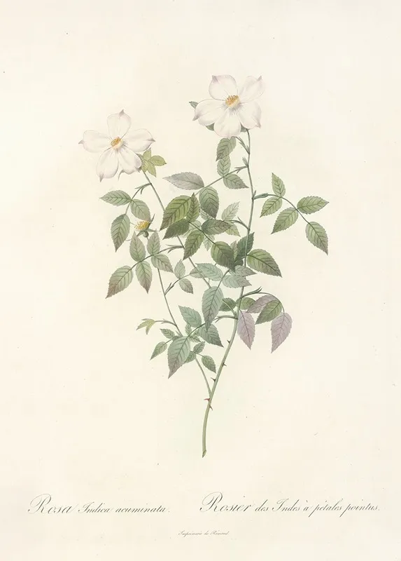 Rosa Indica Acuminata Wall Art by Pierre Joseph Redouté - High-Resolution Digital Print