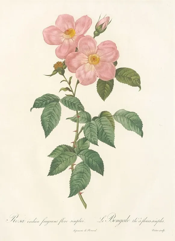 Rosa Indica Fragrans Flore Simplici Wall Art by Pierre Joseph Redouté - High-Resolution Digital Print
