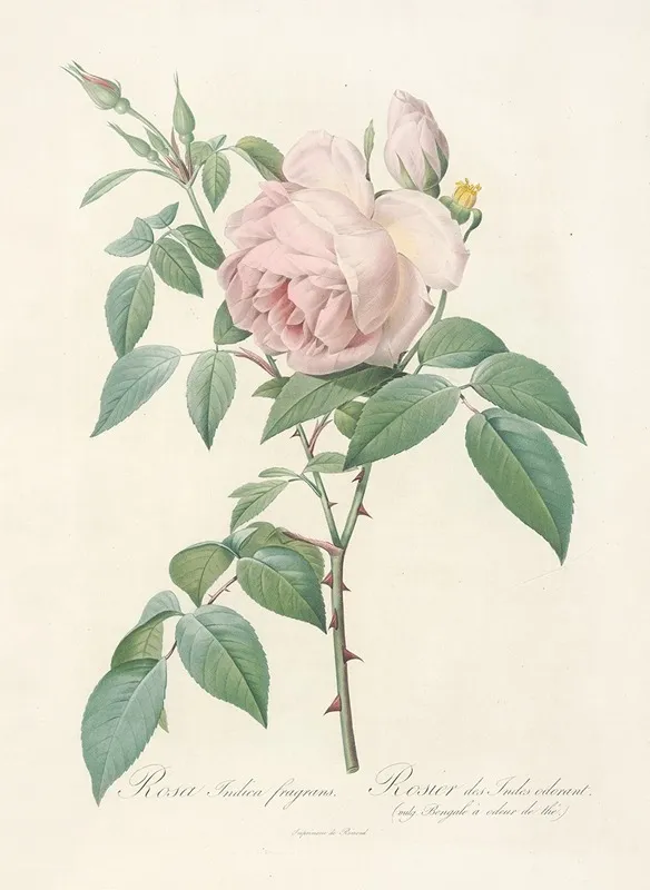 Rosa Indica Fragrans Wall Art by Pierre Joseph Redouté - High-Resolution Digital Print