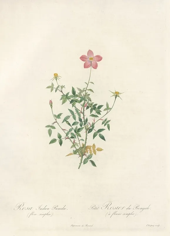 Rosa Indica Pumila Flore Simplici Wall Art by Pierre Joseph Redouté - High-Resolution Digital Print