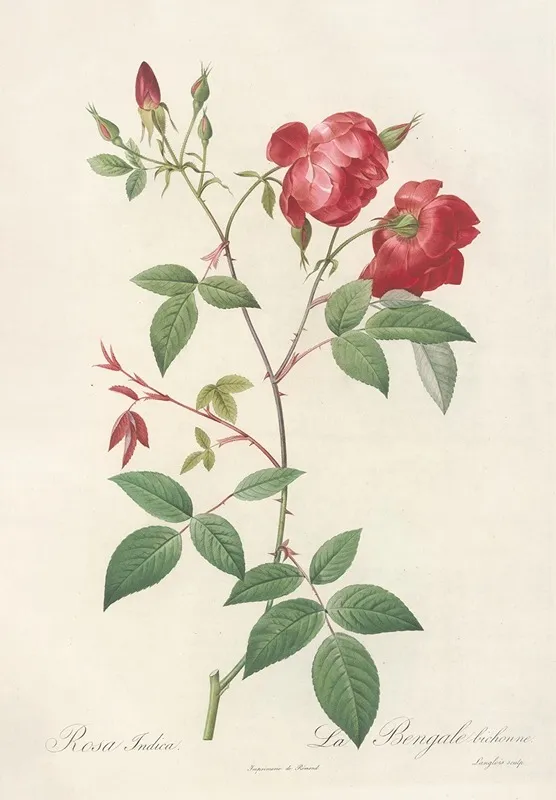 Rosa Indica Rosier De Chine A Fleurs Doubles Wall Art by Pierre Joseph Redouté - High-Resolution Digital Print