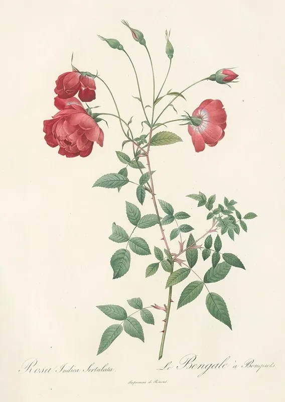 Rosa Indica Sertulata Wall Art by Pierre Joseph Redouté - High-Resolution Digital Print
