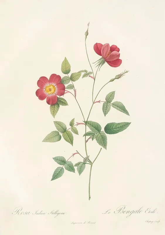 Rosa Indica Stelligera Wall Art by Pierre Joseph Redouté - High-Resolution Digital Print