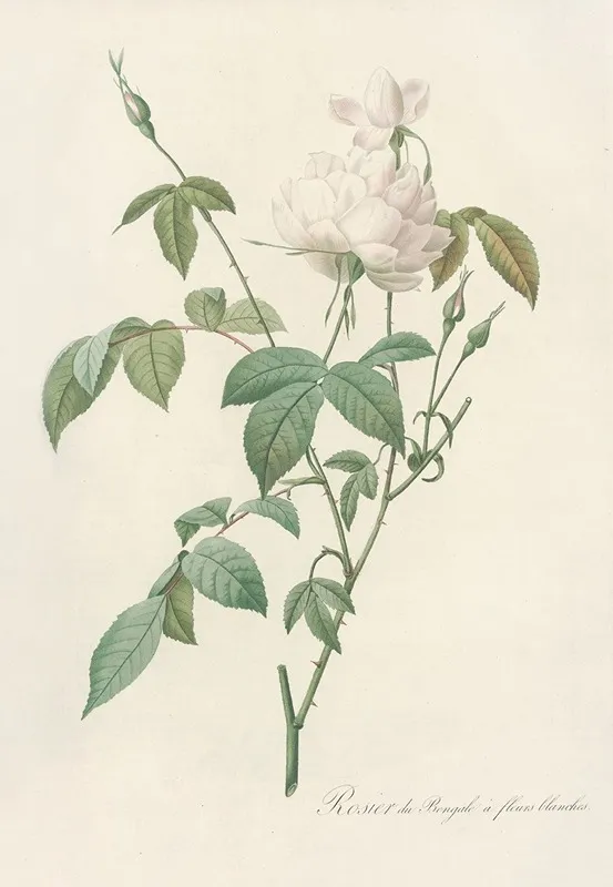 Rosa Indica Subalba Wall Art by Pierre Joseph Redouté - High-Resolution Digital Print