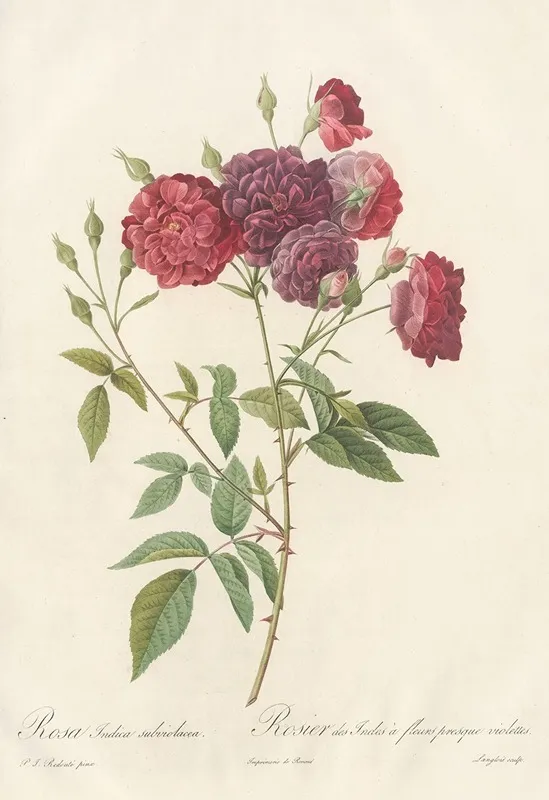 Rosa Indica Subviolacea Wall Art by Pierre Joseph Redouté - High-Resolution Digital Print