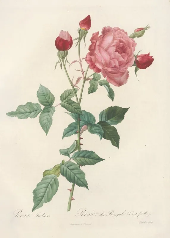 Rosa Indica Wall Art by Pierre Joseph Redouté - High-Resolution Digital Print