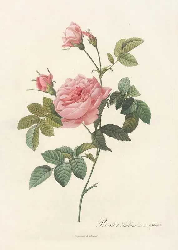 Rosa Inermis Wall Art by Pierre Joseph Redouté - High-Resolution Digital Print