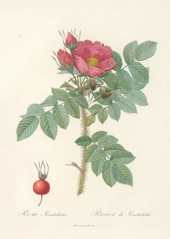 Rosa Kamtschatica Wall Art by Pierre Joseph Redouté - High-Resolution Digital Print