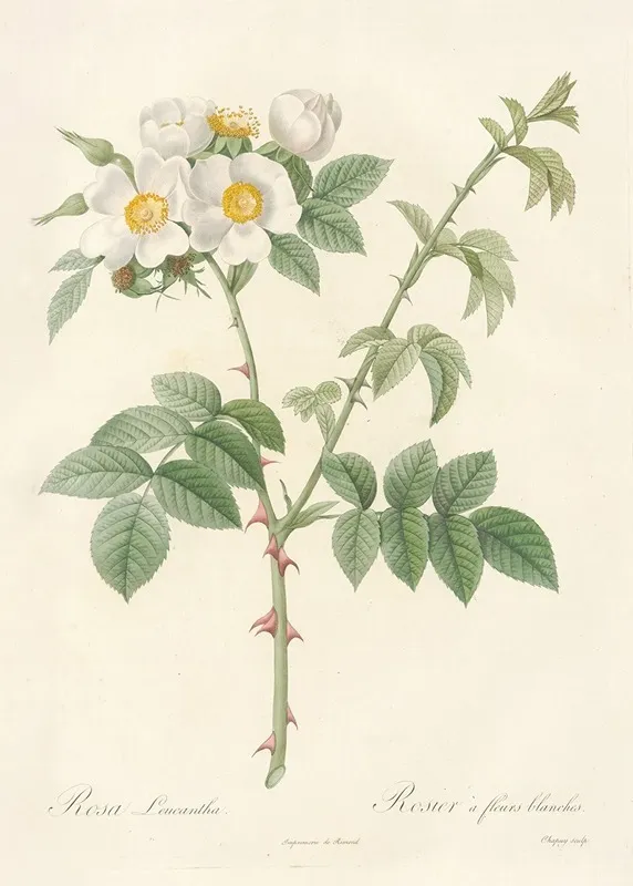 Rosa Leucantha Wall Art by Pierre Joseph Redouté - High-Resolution Digital Print