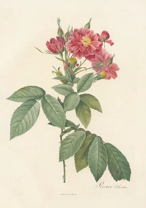 Rosa Lheritieranea Wall Art by Pierre Joseph Redouté - High-Resolution Digital Print